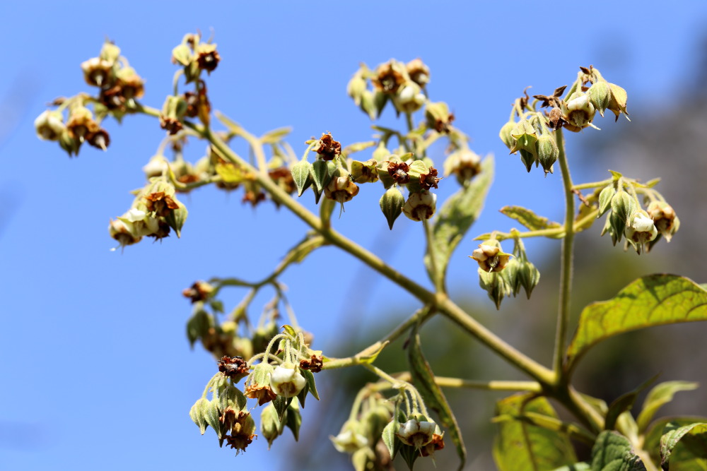 Lokation: Thailand | Chiang Mai | Chiang Dao | Ban Na Lao Mai Kategorien: Blüte, Datum: 17.02.2016
