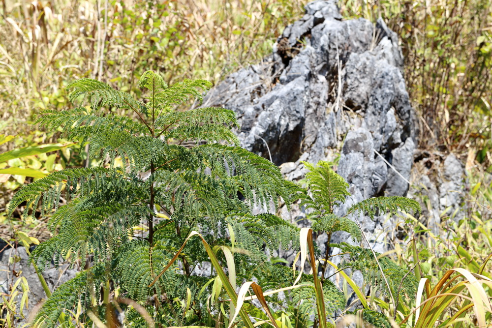 Lokation: Thailand | Chiang Mai | Chiang Dao | Ban Muang Ngai Kategorien: Felsen, Datum: 17.02.2016