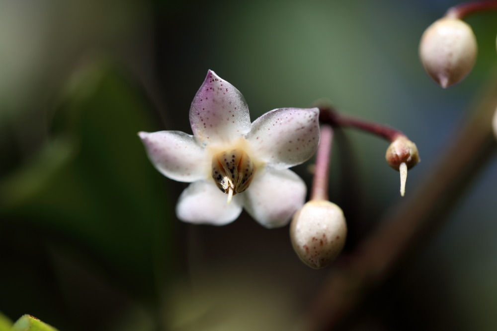 Lokation: Thailand | Chiang Mai | Chiang Dao | Ban Pa Miang Nam Ka Kategorien: Blüte, Datum: 17.02.2016