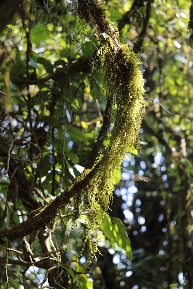 Lokation: Thailand | Chiang Mai | Chiang Dao | Ban Pa Miang Nam Ka Kategorien: Moose, Datum: 17.02.2016