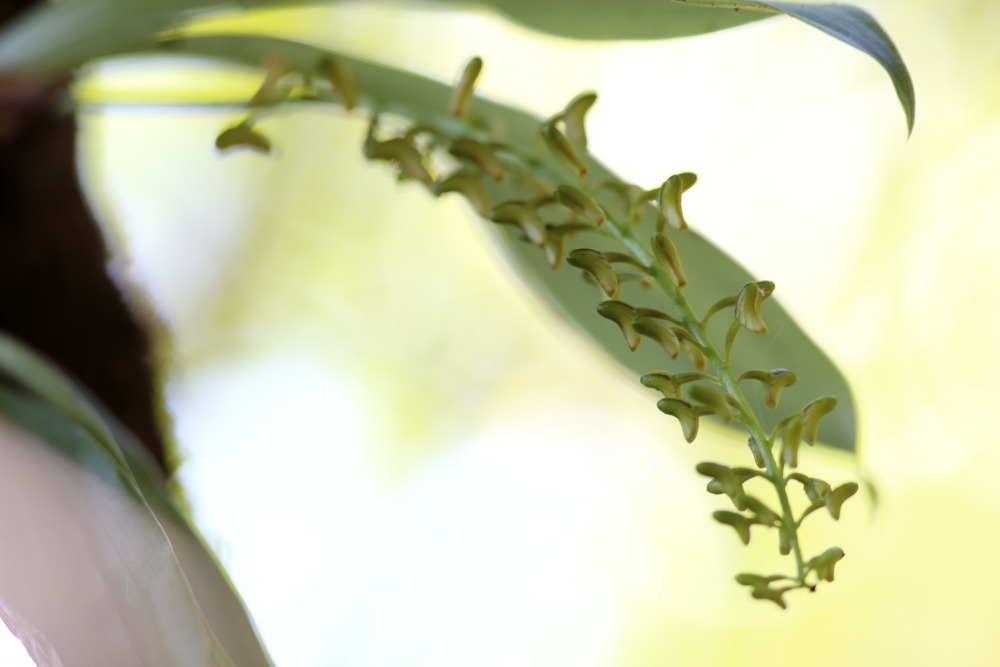 Lokation: Thailand | Chiang Mai | Chiang Dao | Ban Pa Miang Nam Ka Kategorien: Habitus, Datum: 17.02.2016