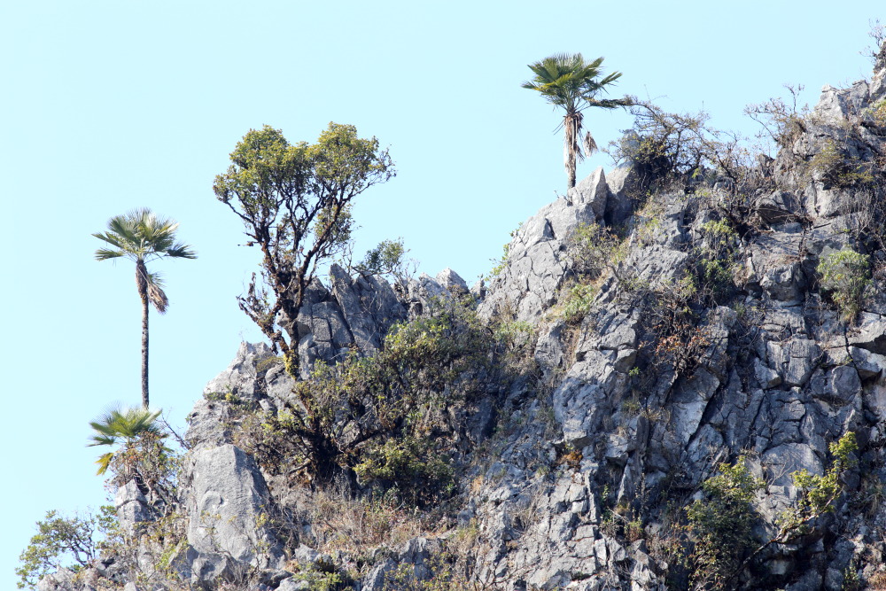 Lokation: Thailand | Chiang Mai | Chiang Dao | Ban Muang Ngai Kategorien: Palmen, Datum: 17.02.2016