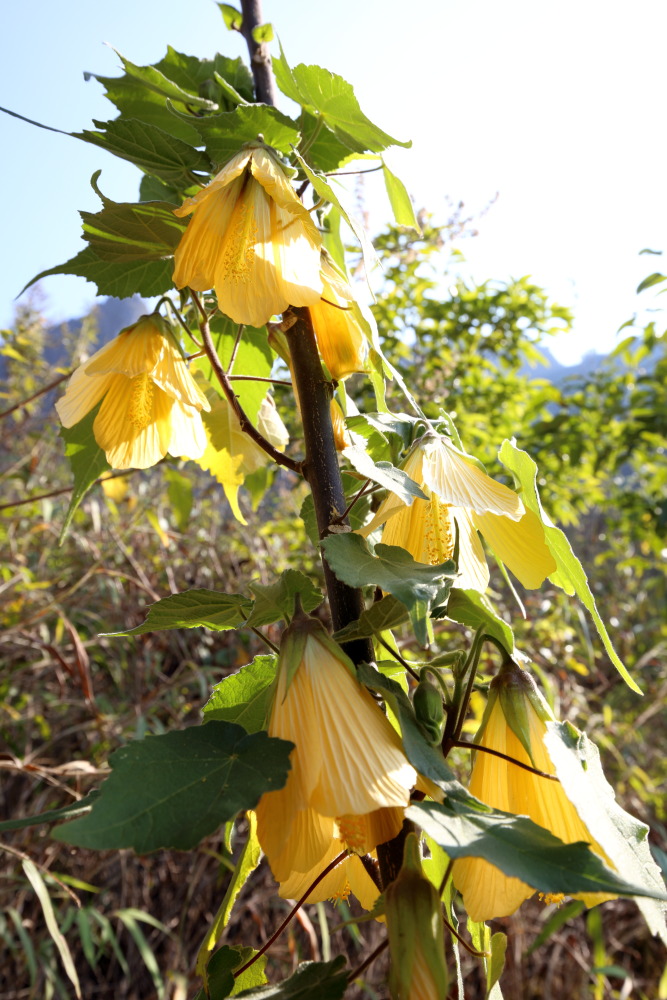 Lokation: Thailand | Chiang Mai | Chiang Dao | Ban Na Lao Mai Kategorien: Habitus, Datum: 17.02.2016