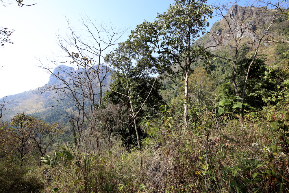 Lokation: Thailand | Chiang Mai | Chiang Dao | Ban Na Lao Mai Kategorien: Berge, Datum: 17.02.2016
