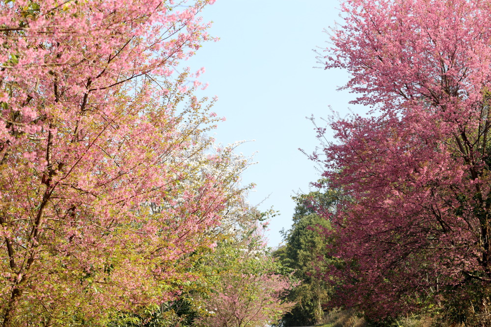 Prunus cerasoides (Himalaya-Kirsche), Lokation: Thailand | Chiang Mai | Ban Pa Kia Kategorien: Baum, Familie: Rosaceae (Rosengewächse ), Datum: 18.02.2016