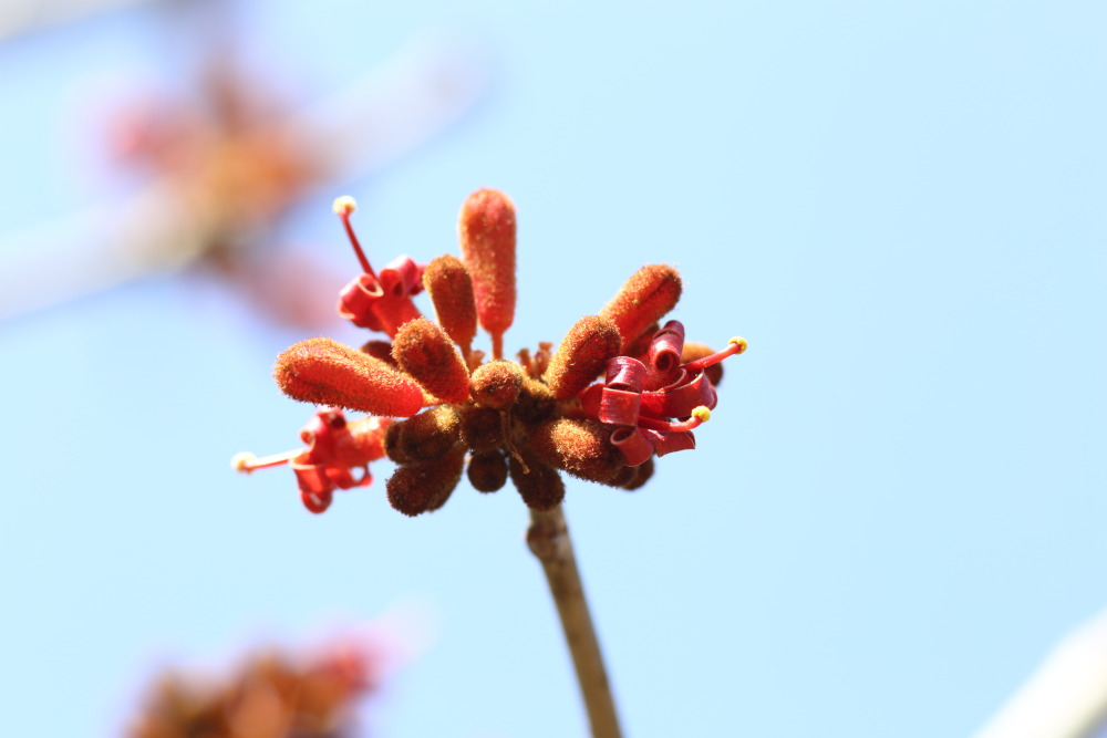 Lokation: Thailand | Chiang Mai | Fang | Ban Luang Kategorien: Blüte, Datum: 18.02.2016