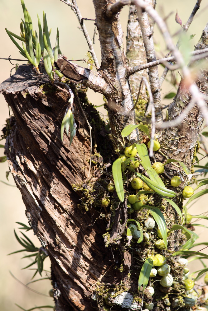Lokation: Thailand | Chiang Mai | Fang | Ban Luang Kategorien: Habitus, Datum: 18.02.2016