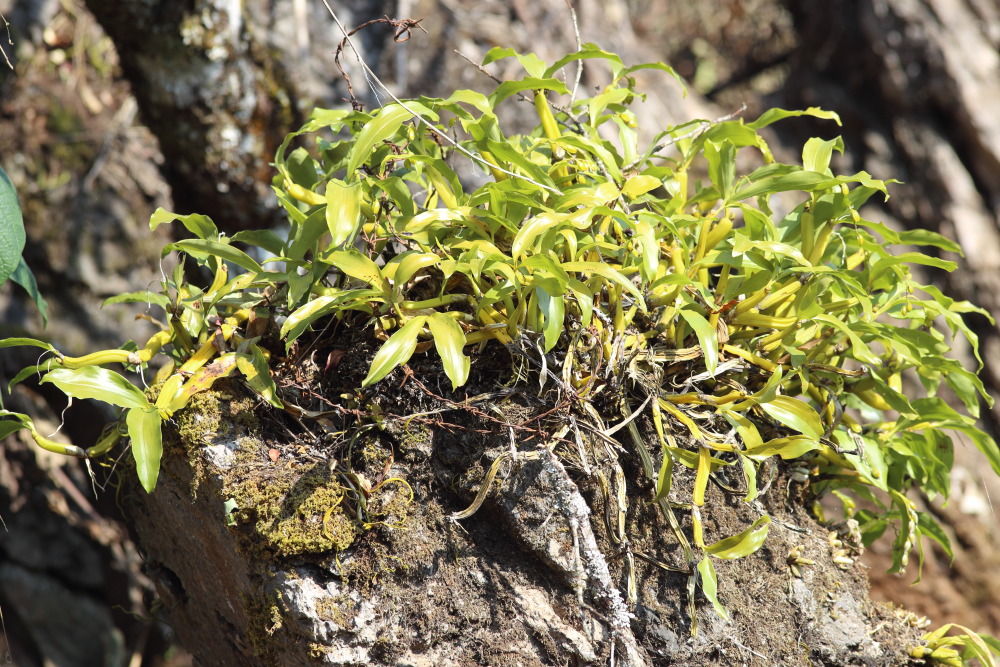 Lokation: Thailand | Chiang Mai | Fang | Ban Luang Kategorien: Habitus, Datum: 18.02.2016