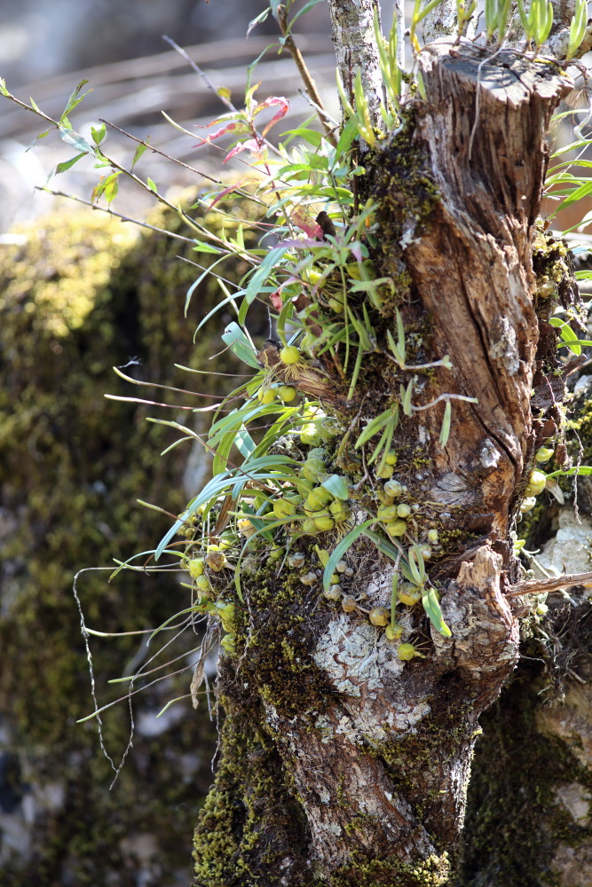 Lokation: Thailand | Chiang Mai | Fang | Ban Luang Kategorien: Habitus, Datum: 18.02.2016