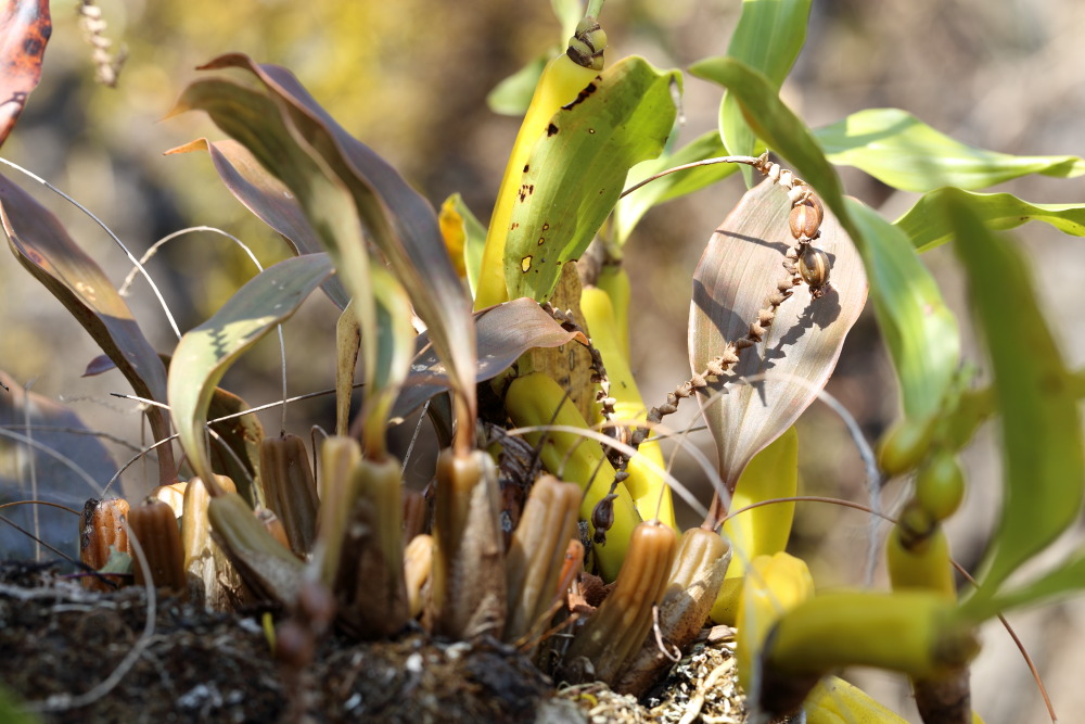 Lokation: Thailand | Chiang Mai | Fang | Ban Luang Kategorien: Habitus, Datum: 18.02.2016