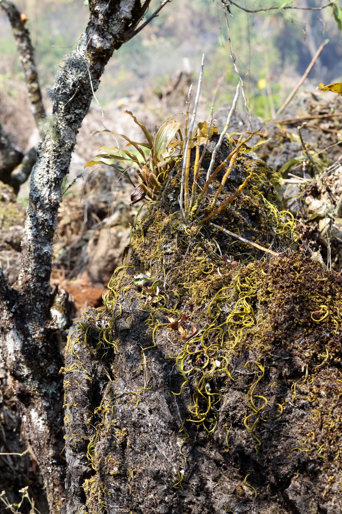 Lokation: Thailand | Chiang Mai | Fang | Ban Luang Kategorien: Habitus, Datum: 18.02.2016