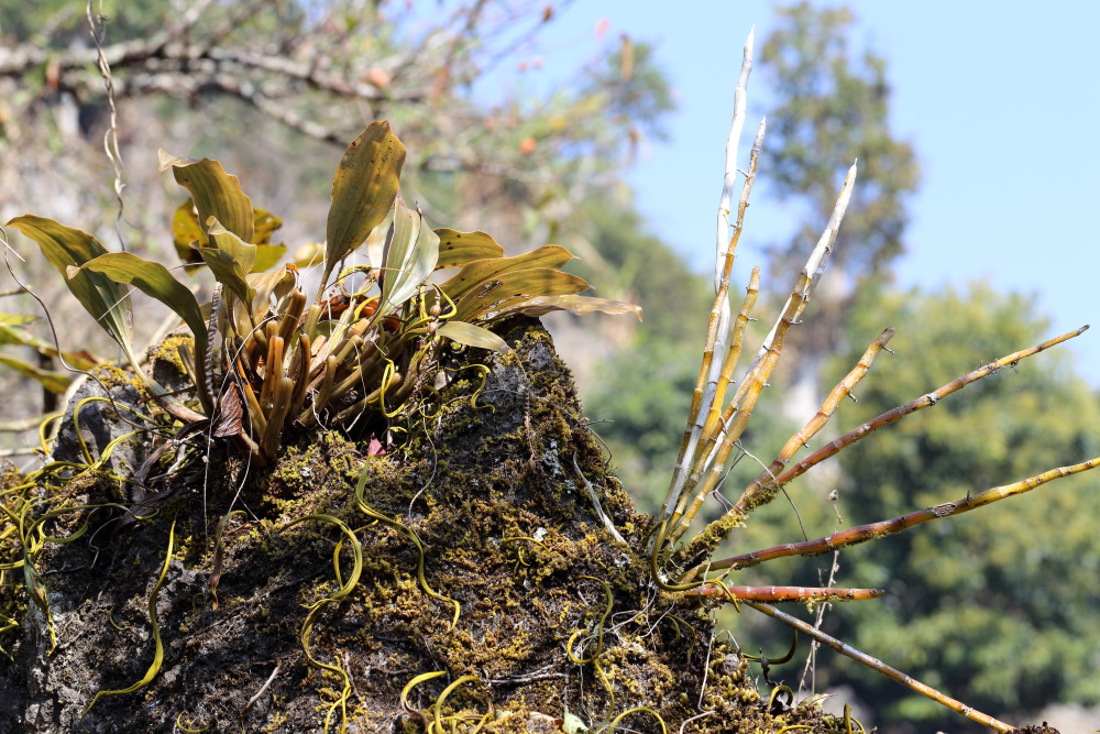 Lokation: Thailand | Chiang Mai | Fang | Ban Luang Kategorien: Habitus, Datum: 18.02.2016