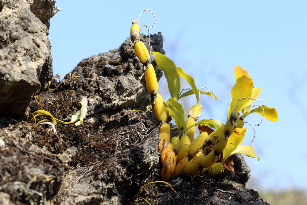 Lokation: Thailand | Chiang Mai | Fang | Ban Luang Kategorien: Habitus, Datum: 18.02.2016