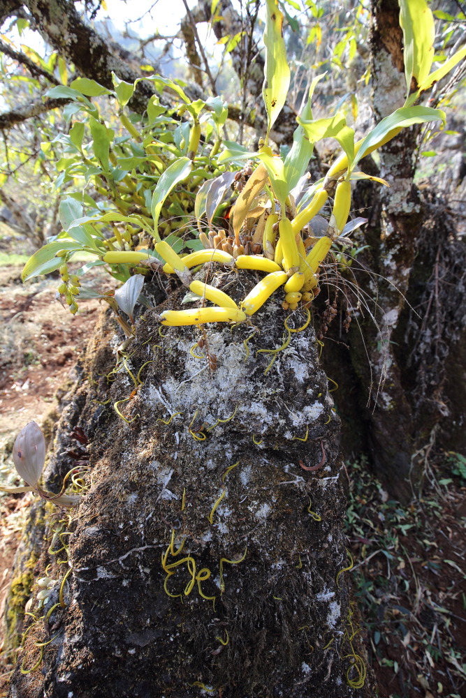 Lokation: Thailand | Chiang Mai | Fang | Ban Luang Kategorien: Habitus, Datum: 18.02.2016