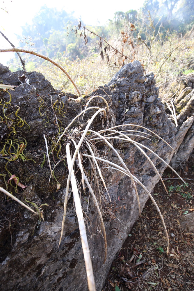 Lokation: Thailand | Chiang Mai | Fang | Ban Luang Kategorien: Habitus, Datum: 18.02.2016