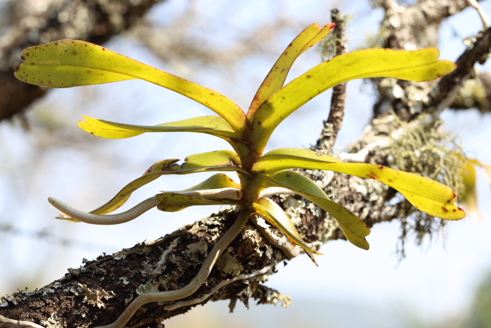 Lokation: Thailand | Chiang Mai | Fang | Ban Luang Kategorien: Habitus, Datum: 18.02.2016