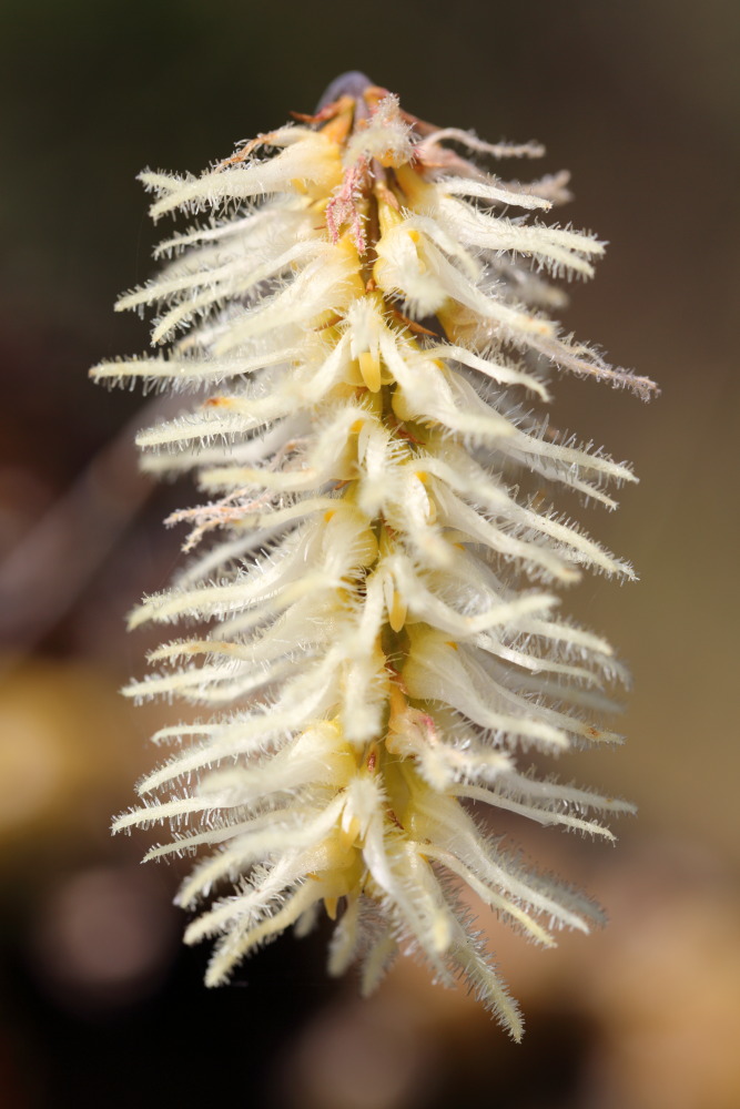 Bulbophyllum comosum, Lokation: Thailand | Chiang Mai | Fang | Ban Luang Kategorien: Blüte, Familie: Orchidaceae (Orchideen ), Datum: 18.02.2016