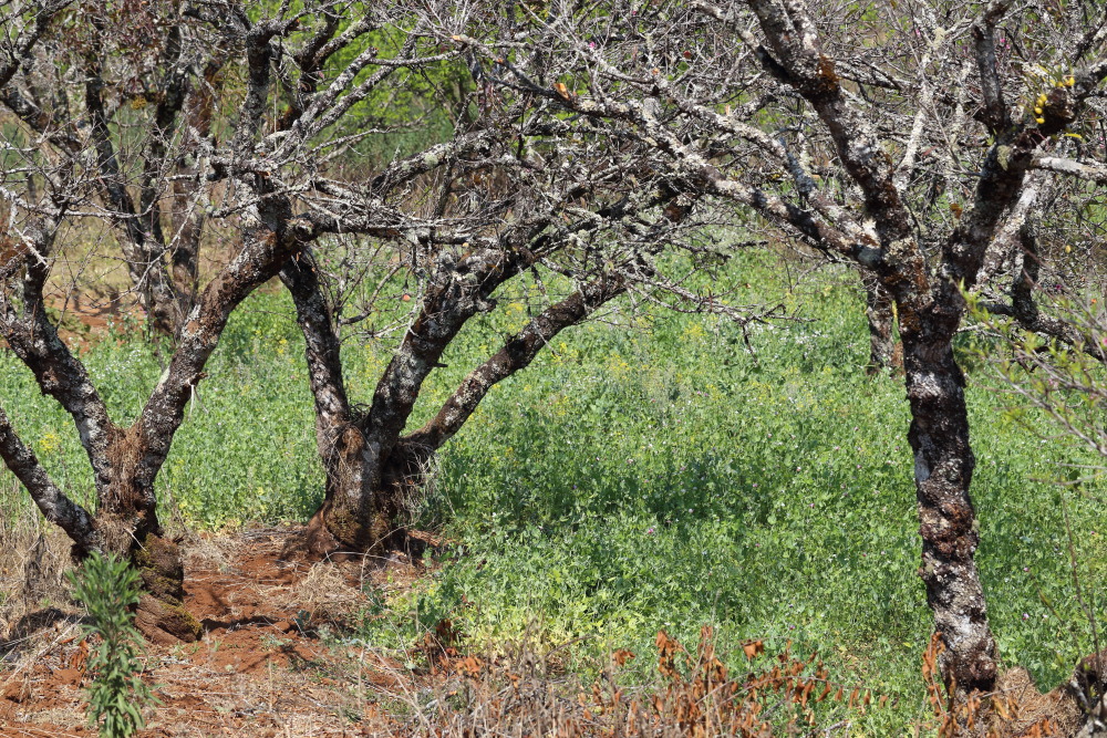 Lokation: Thailand | Chiang Mai | Fang | Ban Luang Kategorien: Permakultur, Datum: 18.02.2016