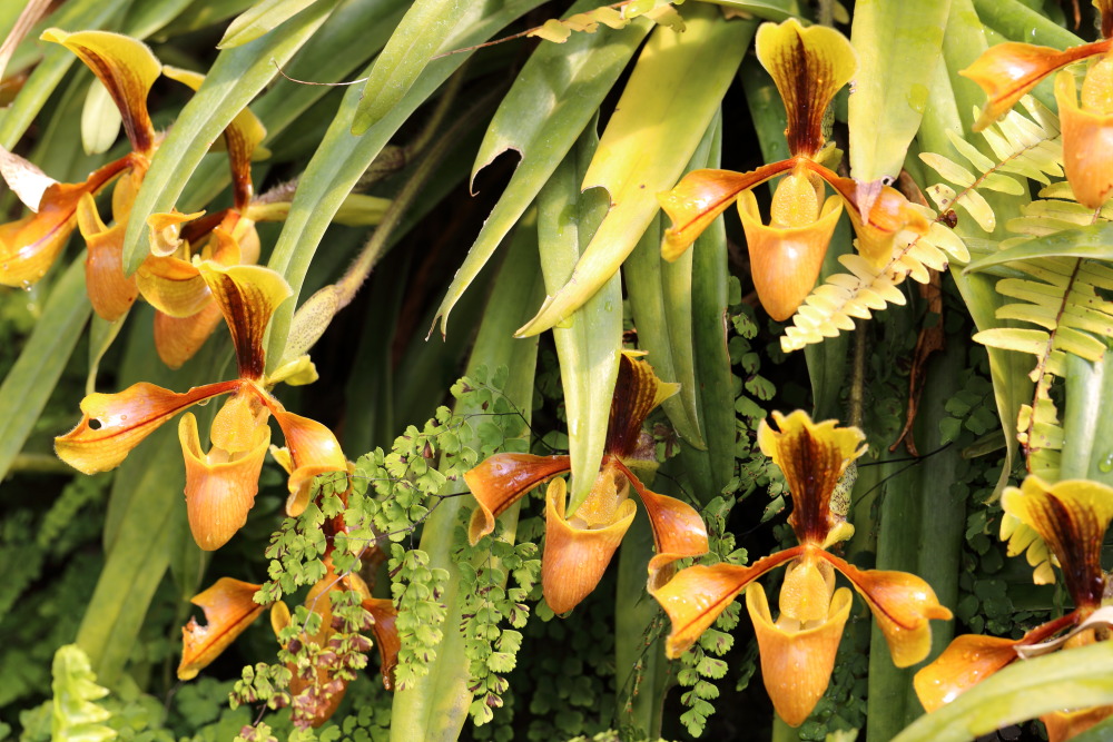 Lokation: Thailand | Chiang Mai | Fang | Ban Khum Kategorien: Gewächshaus, Datum: 18.02.2016