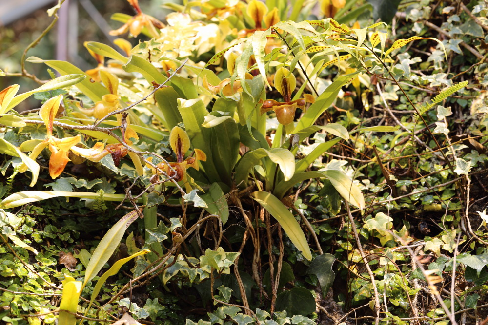 Lokation: Thailand | Chiang Mai | Fang | Ban Khum Kategorien: Gewächshaus, Datum: 18.02.2016