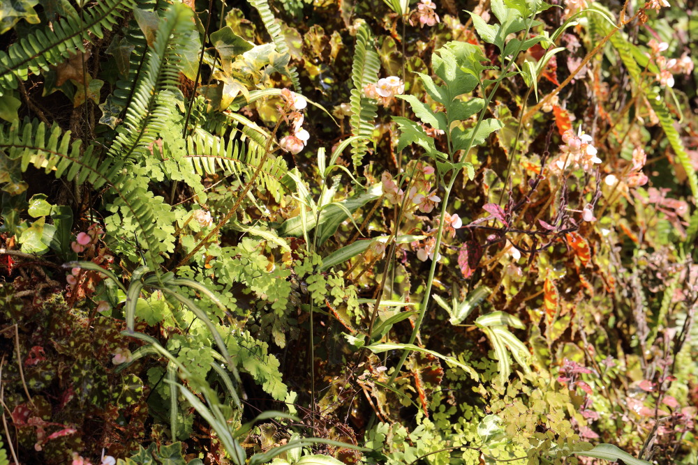 Lokation: Thailand | Chiang Mai | Fang | Ban Khum Kategorien: Gewächshaus, Datum: 18.02.2016