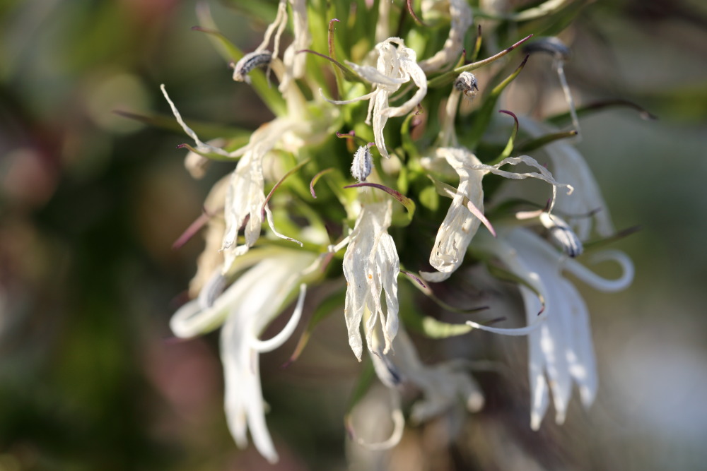 Lokation: Thailand | Chiang Mai | Fang | Ban Luang Kategorien: Blüte, Datum: 18.02.2016