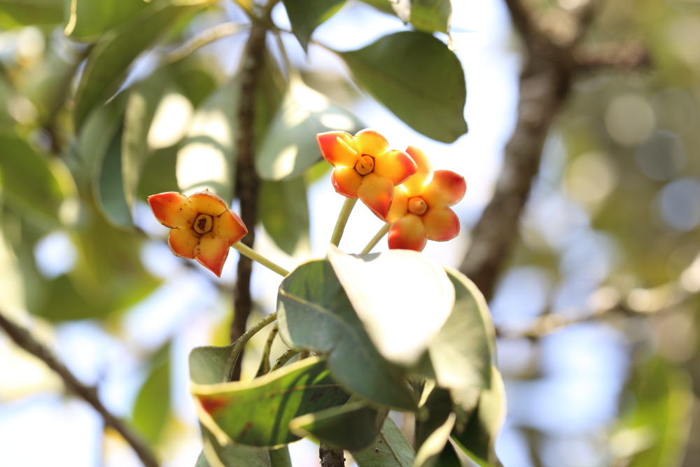 Lokation: Thailand | Chiang Mai | Fang | Ban Luang Kategorien: Blüte, Datum: 18.02.2016