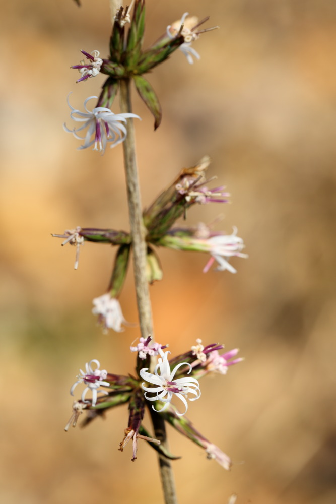 Lokation: Thailand | Chiang Mai | Fang | Ban Luang Kategorien: Blüte, Datum: 18.02.2016