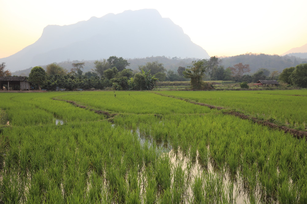 Lokation: Thailand | Chiang Mai | Chiang Dao | Ban Thung Lakhon Kategorien: Berge, Datum: 18.02.2016