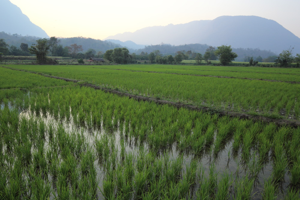 Lokation: Thailand | Chiang Mai | Chiang Dao | Ban Thung Lakhon Kategorien: Berge, Datum: 18.02.2016