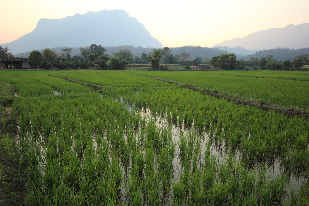 Lokation: Thailand | Chiang Mai | Chiang Dao | Ban Thung Lakhon Kategorien: Berge, Datum: 18.02.2016