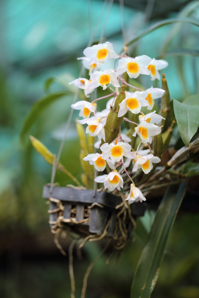 Lokation: Thailand | Chiang Mai | Chiang Dao | Ban Tham Kategorien: Blüte, Datum: 18.02.2016