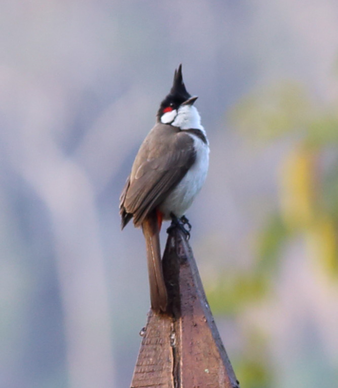 Lokation: Thailand | Chiang Mai | Chiang Dao | Ban Tham Kategorien: Vögel, Datum: 19.02.2016