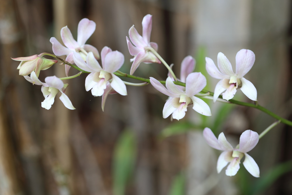 Lokation: Thailand | Chiang Mai | Chiang Dao | Ban Tham Kategorien: Blüte, Datum: 19.02.2016