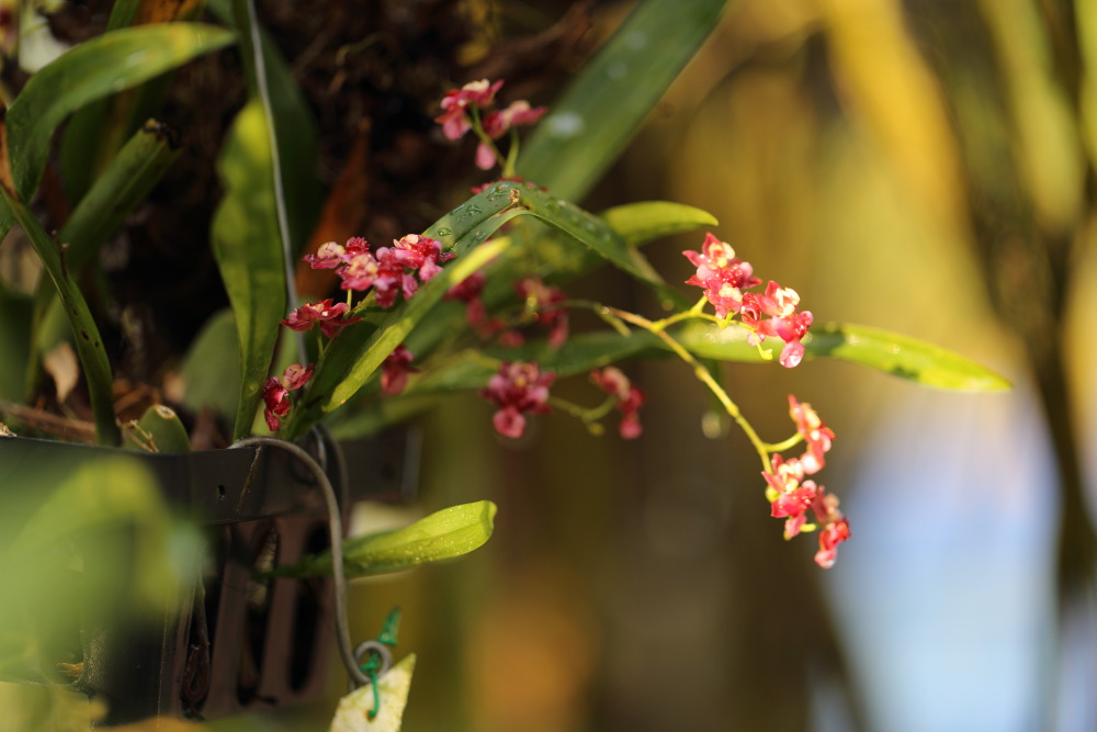 Lokation: Thailand | Chiang Mai | Chiang Dao | Ban Tham Kategorien: Blüte, Datum: 19.02.2016