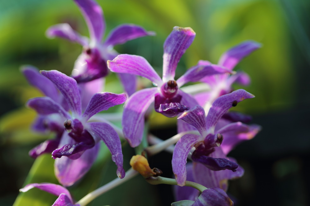 Lokation: Thailand | Chiang Mai | Chiang Dao | Ban Tham Kategorien: Blüte, Datum: 19.02.2016