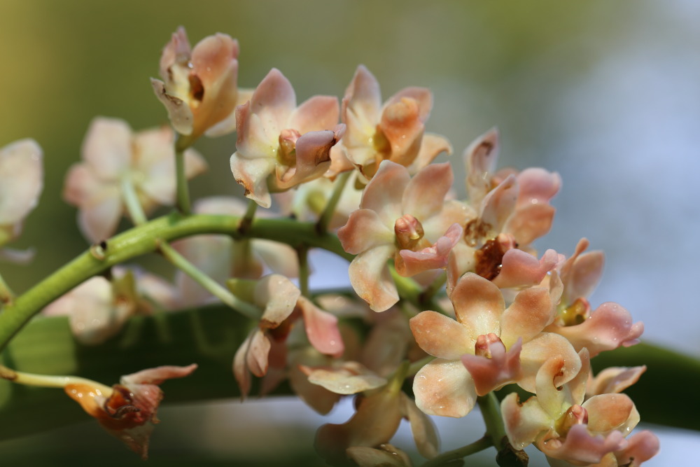 Lokation: Thailand | Chiang Mai | Chiang Dao | Ban Tham Kategorien: Blüte, Datum: 19.02.2016