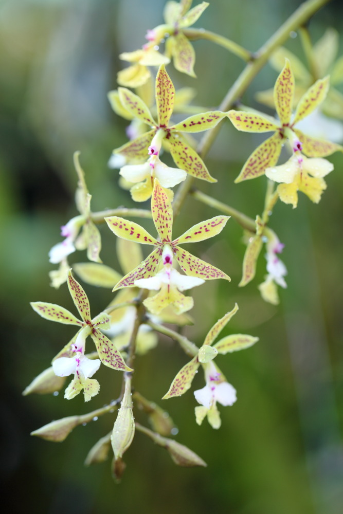 Lokation: Thailand | Chiang Mai | Chiang Dao | Ban Tham Kategorien: Blüte, Datum: 19.02.2016