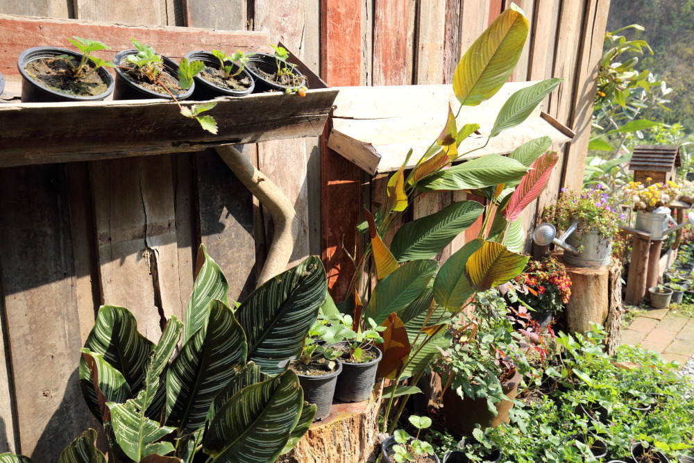 Lokation: Thailand | Chiang Mai | Chiang Dao | Ban Kaeng Pan Tao Kategorien: Lokale, Datum: 19.02.2016