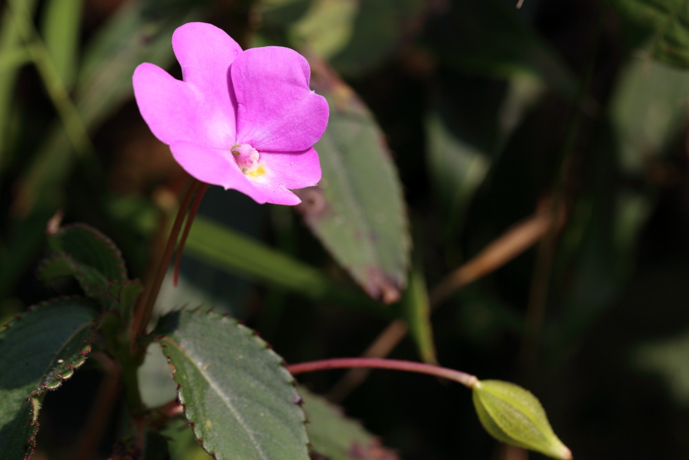 Lokation: Thailand | Loei | Ban Lao Paen Kategorien: Blüte, Datum: 21.02.2016