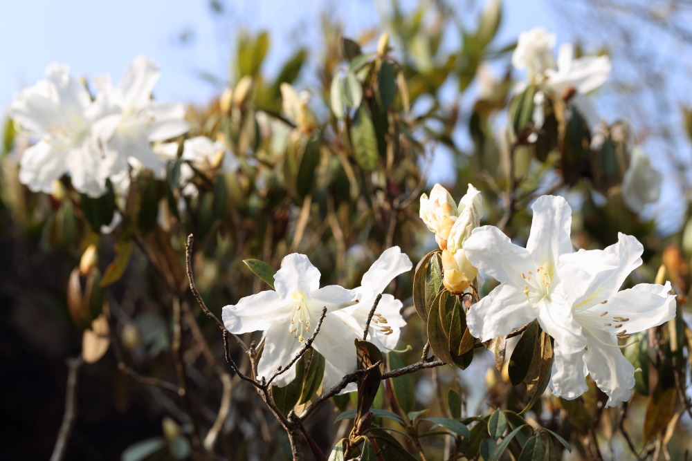 Rhododendron lyi, Lokation: Thailand | Loei | Ban Lao Paen Kategorien: Blüte, Familie: Ericaceae (Heidekrautgewächse ), Datum: 21.02.2016