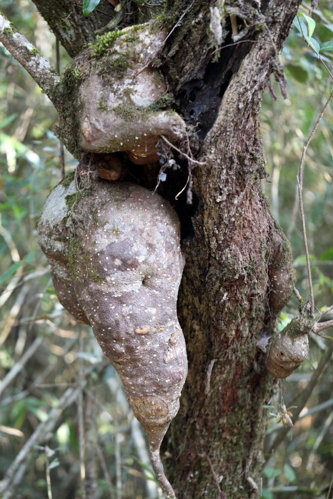 Agapetes lobbii, Lokation: Thailand | Loei | Ban Lao Paen Kategorien: Habitus, Familie: Ericaceae (Heidekrautgewächse ), Datum: 21.02.2016