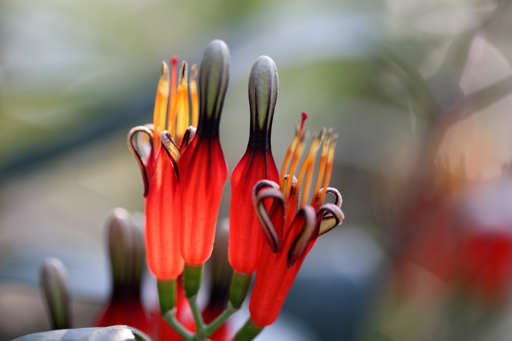 Macrosolen avenis, Lokation: Thailand | Loei | Ban Lao Paen Kategorien: Blüte, Familie: Loranthaceae (Mistelgewächse), Datum: 21.02.2016