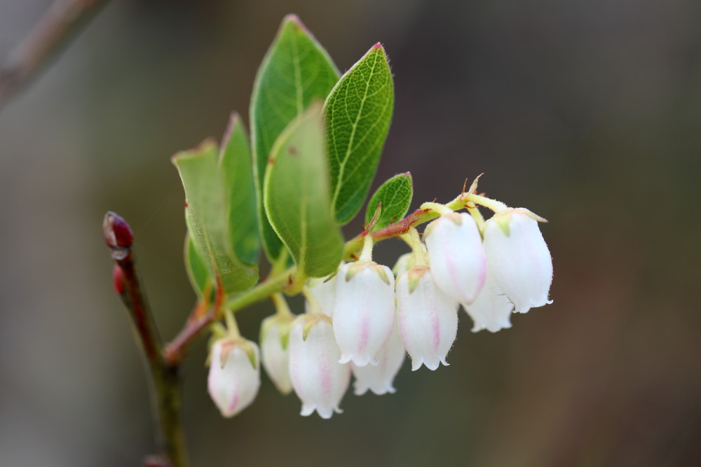 Lyonia foliosa, Lokation: Thailand | Loei | Ban Lao Paen Kategorien: Blüte, Familie: Ericaceae (Heidekrautgewächse ), Datum: 21.02.2016