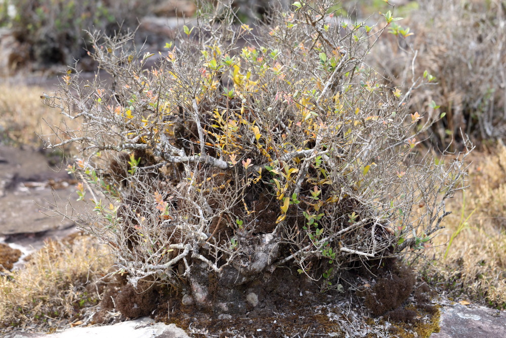 Lokation: Thailand | Loei | Ban Lao Paen Kategorien: Habitus, Datum: 21.02.2016