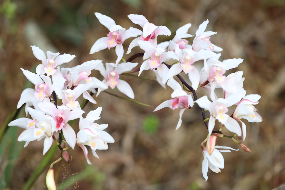 Cymbidium insigne, Lokation: Thailand | Loei | Ban Lao Paen Kategorien: Blüte, Familie: Orchidaceae (Orchideen ), Datum: 21.02.2016