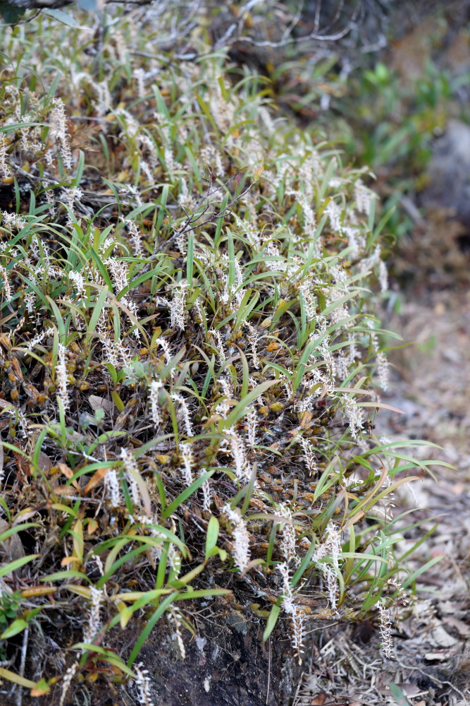 Otochilus fuscus (Ketten-Orchidee), Lokation: Thailand | Loei | Ban Lao Paen Kategorien: Vegetation, Familie: Orchidaceae (Orchideen ), Datum: 21.02.2016