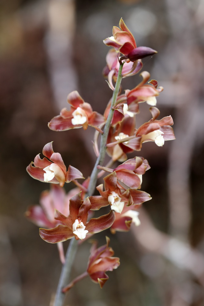 Tainia viridifusca, Lokation: Thailand | Loei | Ban Lao Paen Kategorien: Blüte, Familie: Orchidaceae (Orchideen ), Datum: 21.02.2016