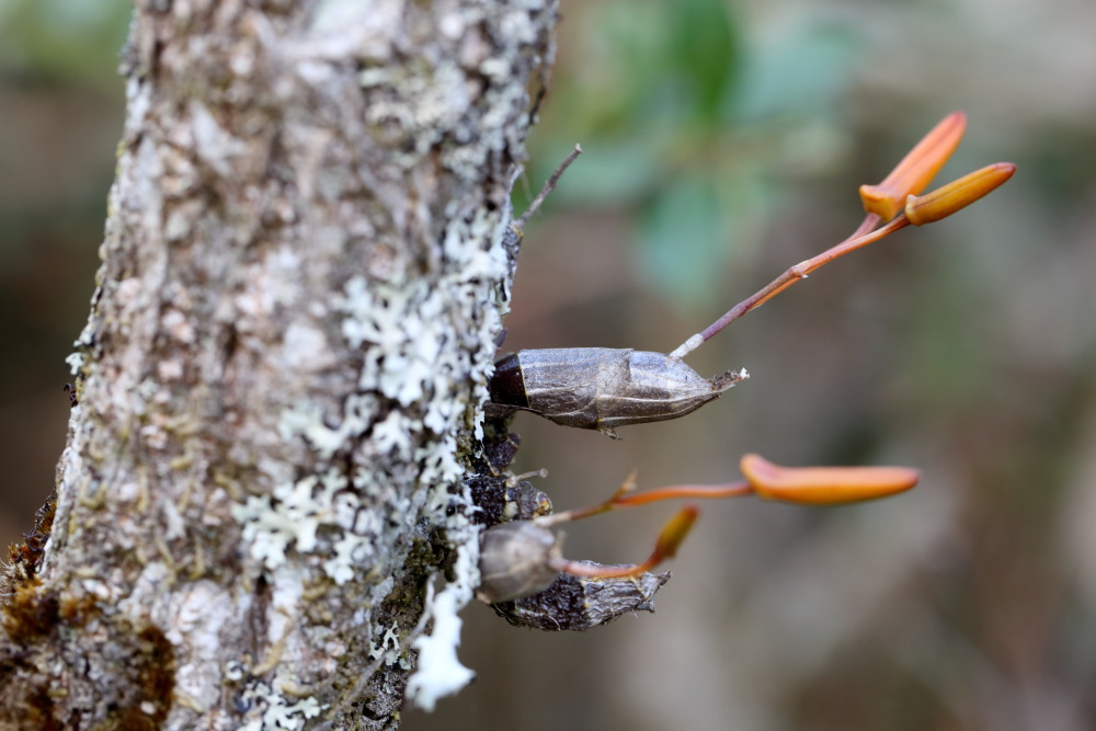Dendrobium unicum, Lokation: Thailand | Loei | Ban Lao Paen Kategorien: Habitus, Familie: Orchidaceae (Orchideen ), Datum: 21.02.2016