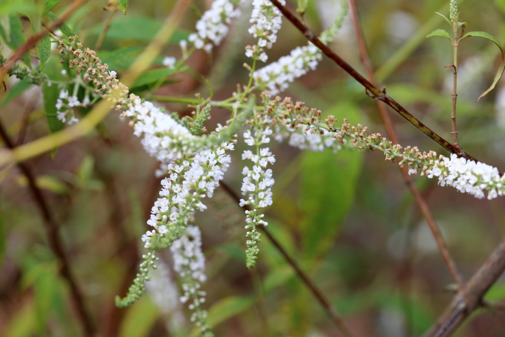Buddleja asiatica, Lokation: Thailand | Loei | Ban Lao Paen Kategorien: Blüte, Familie: Scrophulariaceae (Braunwurzgewächse ), Datum: 22.02.2016